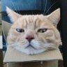 石田 profil fotoğrafı