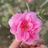 Фото профиля تهاني