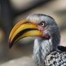 David van den Berg's profile picture