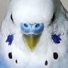 chi-mos's profile picture