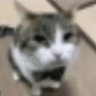 Gorycatmario64 profil fotoğrafı