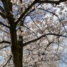 さくら🌸が好き profil fotoğrafı