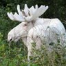 The White Moose's profile picture