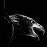 Beşiktaşlı's profile picture