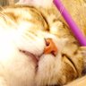 ＠はな。 profil fotoğrafı