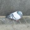 Profilbild von Pigeo