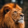 Singham's profile picture