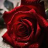 Houda Aoudie's profile picture