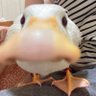 kuuroUwU's profile picture