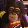 Фото профиля Chimpmania