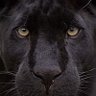 Profilbild von O-sports