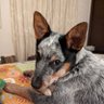 Profilbild von Santo Chico