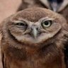 Profilbild von some_layman