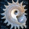 Profilbild von SeeShell60