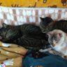 Фото профиля ぴぃ🐱