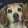 Profilbild von Beagle Rare