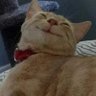 อุรุมาริโอะ 的头像
