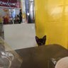 mga pusa sa daan's profile picture