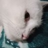 Profilbild von Putri Ara