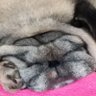 pug may's profile picture