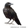The Crow 的头像
