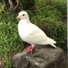 夏羽 profil fotoğrafı