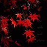Profilbild von さちこ