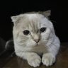 Фото профиля justin