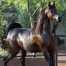 غريب الدار's profile picture