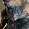 Kippon's profile picture
