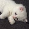 . profil fotoğrafı