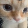 Hisokinha da Carta's profile picture
