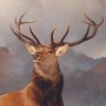 boras1995 (buying galleries) 的头像
