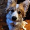 luki profil fotoğrafı