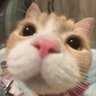 Kitcat profil fotoğrafı