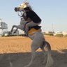 Фото профиля Badran🐎