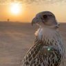 عمر الحربي profil fotoğrafı