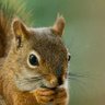 oh shit i'm a squirrel profil fotoğrafı