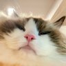 j_khunᥫᩣ 🇬🇧 profil fotoğrafı