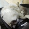 无所寄亦无心流浪's profile picture