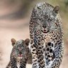 Фото профиля Osiri_sesegus