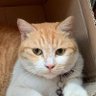 Profilbild von Mas Peng ๐จ๐ฟ๏ธ๐จ๐ง