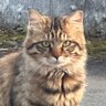 三毛猫's profile picture