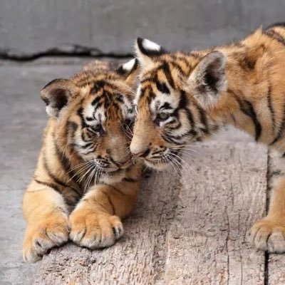 SiberianTiger77's profile picture