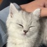 喜欢鲤鲤酱 profil fotoğrafı