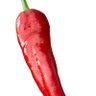 🌶️Red Hot Chili Pepper🌶️ 的头像