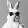 Фото профиля Rabbit HD