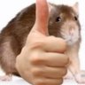 Garden Rat profil fotoğrafı
