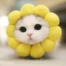 Фото профиля King Cat