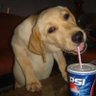 Фото профиля DogSippingPepsi